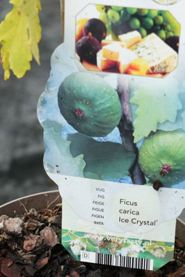 Lincolnshire Pond Plants Ice Crystal Fig (Ficus Carica) Tree2Ltr Potted from B&Q
