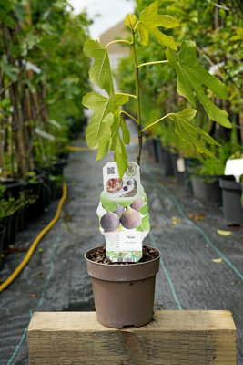 Lincolnshire Pond Plants Bornholm Fig (Ficus Carica) Tree2Ltr Potted from B&Q