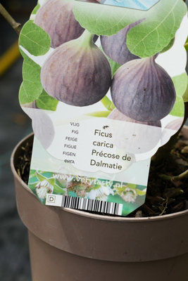 Lincolnshire Pond Plants Dalmate Fig (Ficus Carica) Tree2Ltr Potted from B&Q