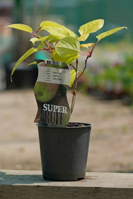 Lincolnshire Pond Plants Kens Red Kiwi (Actinidia Chinensis) Tree1Ltr Potted from B&Q