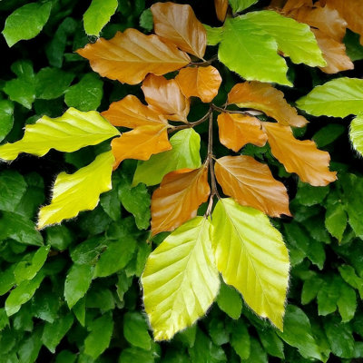 Lincolnshire Pond Plants Beech (Fagus) Tree7Ltr Potted from B&Q