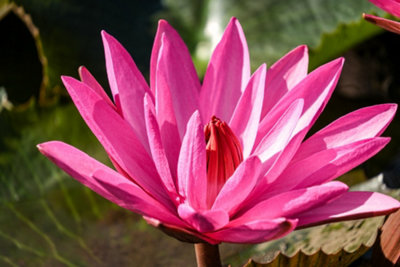 Lincolnshire Pond Plants Magnificent Water LilyKitMarginal Aquatic Pond Plant from B&Q