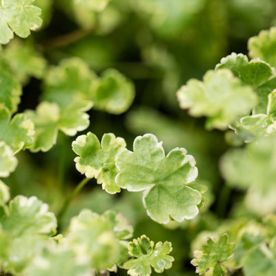 Lincolnshire Pond Plants Hydrocotyle Sibthorpioides Variegata (Crystal Confetti)3X 9Cm PlantsOxygenating Marginal Aquatic Pond Plant from B&Q