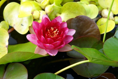 Lincolnshire Pond Plants Perry's Baby Red Water LilyKitMarginal Aquatic Pond Plant from B&Q
