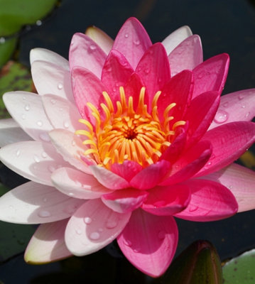 Lincolnshire Pond Plants Jakkaphong Water LilyKitMarginal Aquatic Pond Plant from B&Q