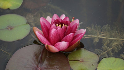 Lincolnshire Pond Plants Atropurpurea Water LilyKitMarginal Aquatic Pond Plant from B&Q