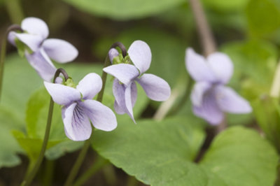 B&Q -  Viola Palustris1Ltr BarerootMarginal Aquatic Pond Plant