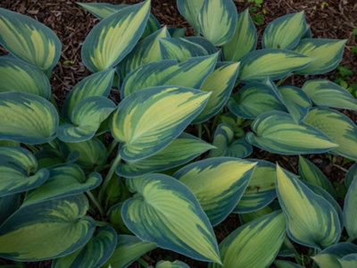 Lincolnshire Pond Plants Hosta 'june'3X 3Ltr PlantsMarginal Aquatic Pond Plant from B&Q