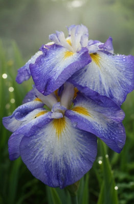Lincolnshire Pond Plants Iris Ensata 'gusto'1Ltr PottedMarginal Aquatic Pond Plant from B&Q