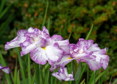 Lincolnshire Pond Plants Iris Ensata 'tiramisu'3Ltr BarerootMarginal Aquatic Pond Plant from B&Q