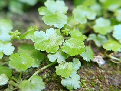 Lincolnshire Pond Plants Hydrocotyle Sibthorpioides1Ltr BarerootOxygenating Marginal Aquatic Pond Plant from B&Q