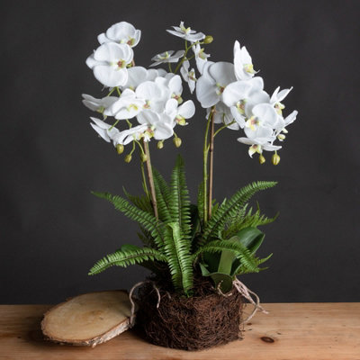 Wyld Haus Artificial Plant Large White Orchid Flowers And Fern In Rootball from B&Q