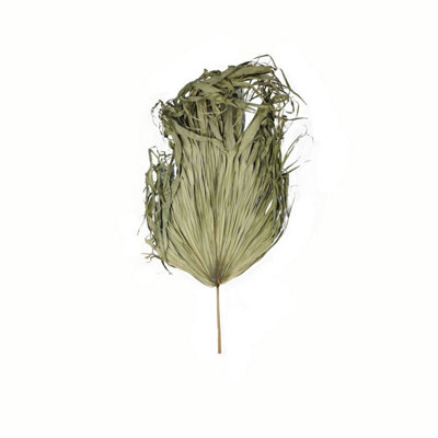Wyld Haus 95Cm Dried Sun Big Palm Faux Dried Palm Leaf from B&Q