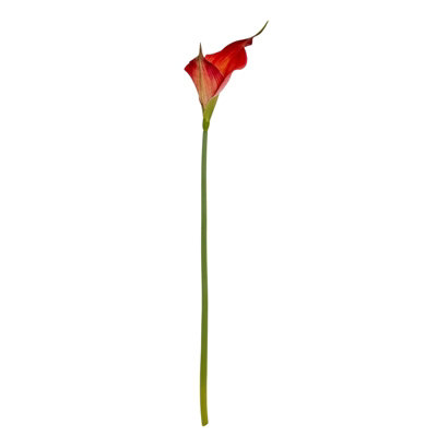 Wyld Haus Set Of 3 Fireball Calla Lily Artificial Silk Flower Stems 700mm Tall from B&Q