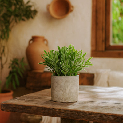 Wyld Haus Buxus Artificial Plant In Stone-Effect Pot14 X 14 X 20 CmGreen from B&Q