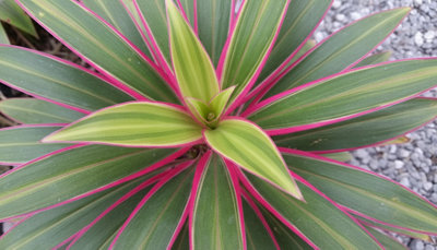 Cordyline Kiwi Indoor Potted Plant 30-40Cm from B&Q