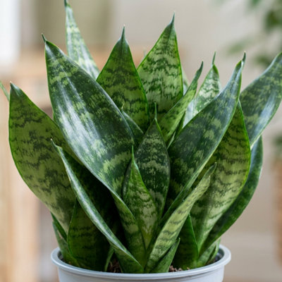  - 1 Sansevieria Snake Plant  Live Indoor Air Purifying Houseplant  Low Maintenance  Easy Care  17Cm Root Ball