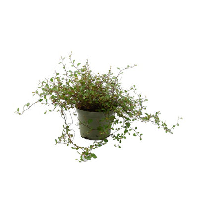 Muehlenbeckia Complea Maidenhair Vine 11Cm Pot Evergreen Plant Garden Plant from B&Q