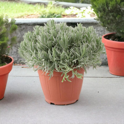 Lavender 5L In Patio Ready Pot Fragrant Mediterranean Plant For Garden Or Patio Garden Plant from B&Q