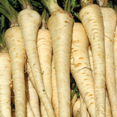 Thompson & Morgan Parsnip Gladiator F1 Hybrid 1 Seed Packet from B&Q