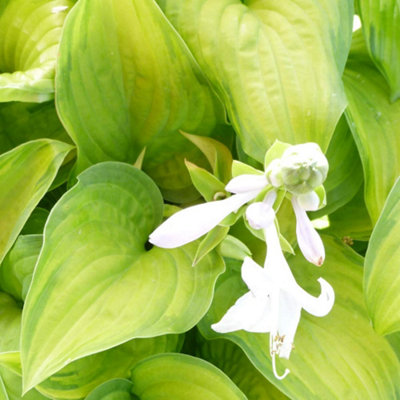 B&Q -  Hosta Hybrida Guacamole 1 Litre Potted Plant X 1