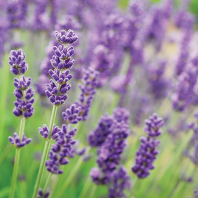 Thompson & Morgan Lavandula (Lavender) Munstead 1 Litre Potted Plant X 3 from B&Q