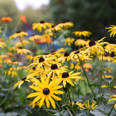 Thompson & Morgan Rudbeckia Goldsturm 1 Litre Potted Plant X 3 from B&Q