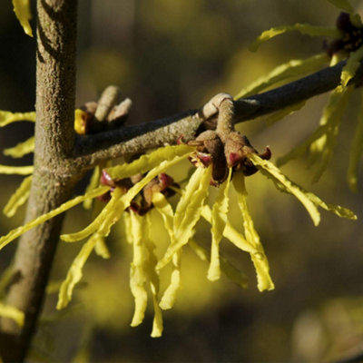 B&Q -  Hamamelis (Witch Hazel) Arnold Promise 9Cm Potted Plant X 2