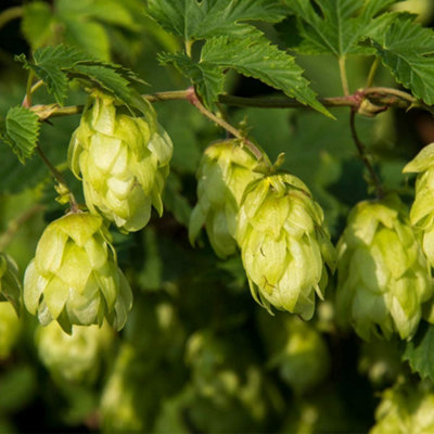 B&Q -  Humulus Lupulus (Hop) 9Cm Potted Plant X 1