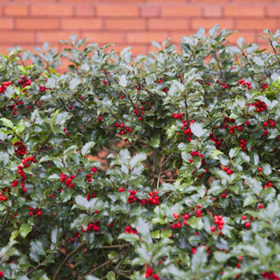 Thompson & Morgan Red Hedge Holly Potted Plant X 1 9Cm