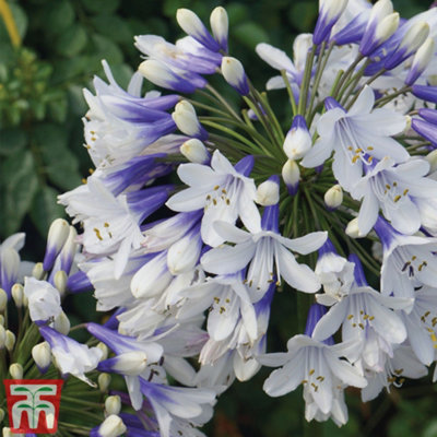 Thompson & Morgan Agapanthus Twister Potted Plant X 1 9Cm