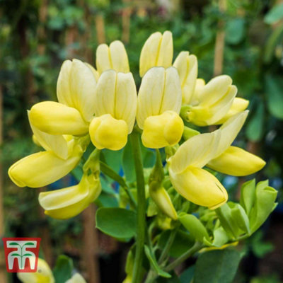 Thompson & Morgan Coronilla 'citrina' 9Cm Pot X 3 from B&Q