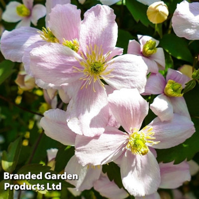 Thompson & Morgan Clematis Montana Mayleen 7Cm Potted Plant  X 1 from B&Q