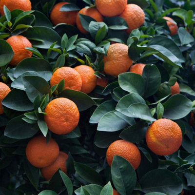 Thompson & Morgan Citrus (Bitter Orange) 5 Litre Potted Plant X 1 from B&Q
