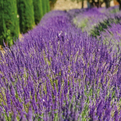 B&Q -  Lavandula (Lavender) Angustifolia Munstead 9Cm Potted Plant X 1