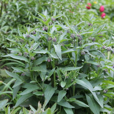 B&Q - Herb Comfrey 1 Seed PacketThompson & Morgan