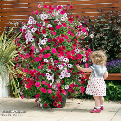 Thompson & Morgan Patio Pot And Growing FrameBlack & Gold Tower Pot™1 Set from B&Q