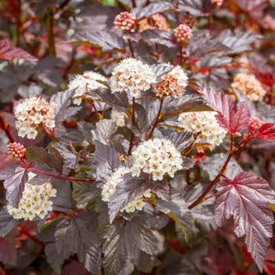 Thompson & Morgan Physocarpus Opulifolius Lady In Red 3.6 Litre Potted Plant X 1 from B&Q