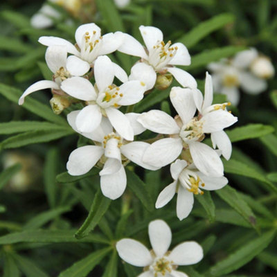 B&Q -  Choisya Ternata White Dazzler 3 Litre Potted Plant X 1