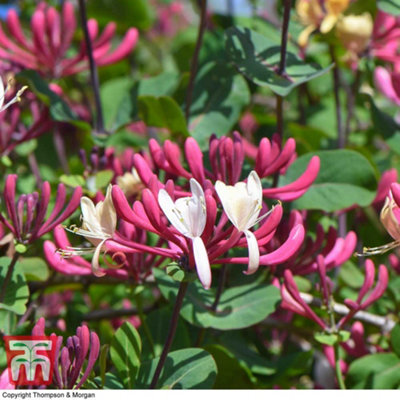 Thompson & Morgan Lonicera Periclymenum. Belgica 3 Litre Potted Plant X 1 from B&Q
