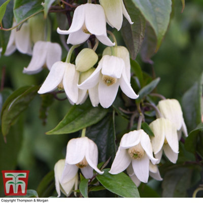 Thompson & Morgan Evergreen Clematis Winter Beauty- 2 Litre Potted Plant X 1 - Winter Flowering - Ideal For A Warm, Sheltered Spot White