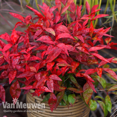 Thompson & Morgan Nandina Domestica Blush Pink Noble 3.6 Litre Potted Plant X from B&Q