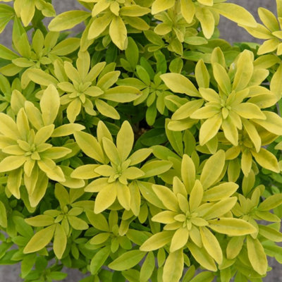 B&Q -  Choisya Ternata 3 Litre Potted Plant X 3