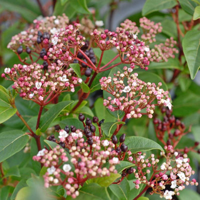 Thompson & Morgan Viburnum Tinus Spirit (Laurustinus Viburnum) 3.6 Litre Potted Plant X 1 from B&Q