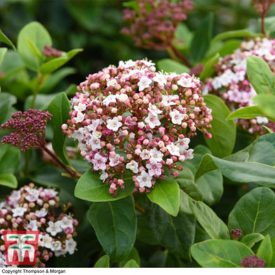 Thompson & Morgan Viburnum Tinus Lisarose 3.5 Litre Potted Plant X 1 from B&Q
