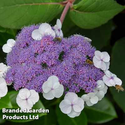 Thompson & Morgan Hydrangea Aspera Macrophylla 3.6 Litre Potted Plant X 1 from B&Q