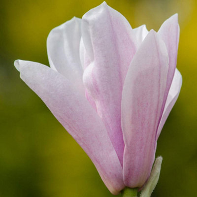 Thompson & Morgan Magnolia Heaven Scent 3.5 Litre Potted Plant X 1 from B&Q