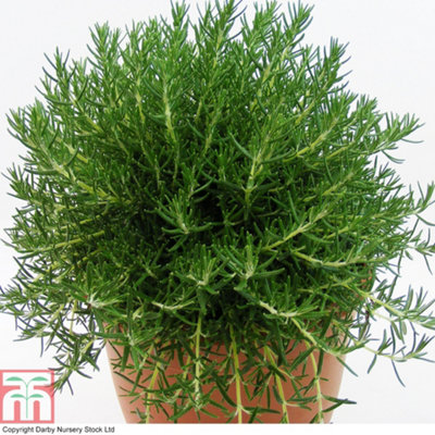 Thompson & Morgan Rosemary Roman Beauty Pbr 3 Litre Potted Plant X 3 Dark/Green/Purple