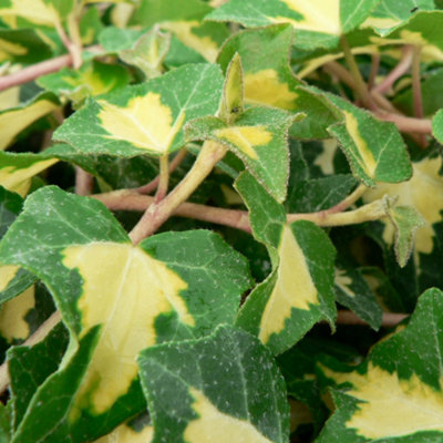 Thompson & Morgan Hedera Helix Gold Heart 2 Litre Potted Plant X 1 from B&Q