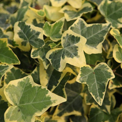 Thompson & Morgan Hedera Helix Goldheart 2 Litre Potted Plant X 2 from B&Q